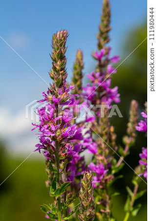 Purple loosestrife Lythrum salicaria inflorescence. Flower spike of plant in the family Lythraceae, associated with wet habitats 111980444