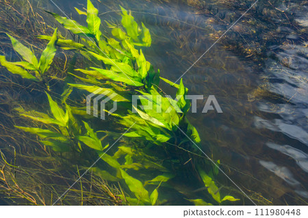 Aquatic plants. Freshwater algae background. Photographer's shadow. Ecological concept. Blur under water Aquatic plants. Freshwater algae background. Photographer's shadow. Ecological concept. Blur under water 111980448