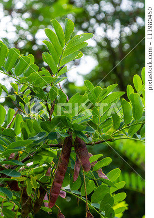 Robinia pseudoacacia, commonly known as black locust with seeds Robinia pseudoacacia, commonly known as black locust with seeds 111980450