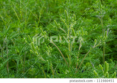Flower of a common ragweed, Ambrosia artemisiifolia 111980451