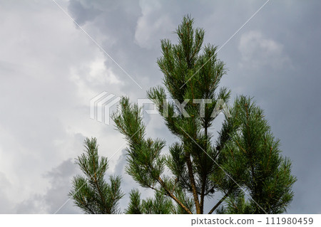 Pine branches on a spring day against the background of the sky with clouds 111980459