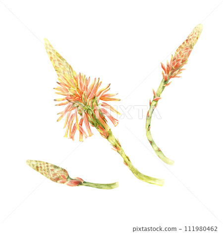 Aloe flowers stages 111980462
