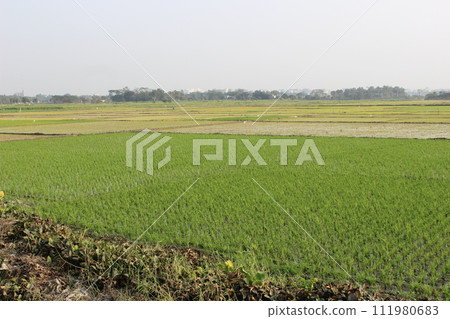 A nature view of village field A nature view of village field 111980683