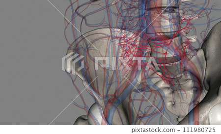 The ileal arteries are 12 branches of the superior mesenteric artery which supply blood to the ileum 111980725