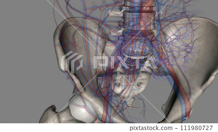 The common iliac vein is formed by the unification of the internal and external iliac veins 111980727
