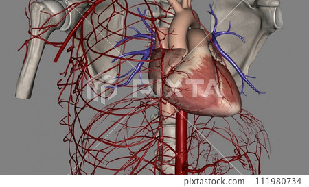 The right and left coronary arteries supply blood to your heart 111980734