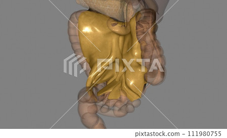 Mesentery,Transverse Mesocolon and Sigmoid Mesocolon 111980755