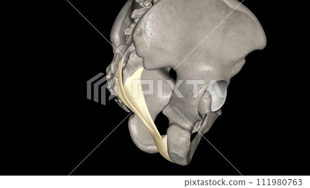 The sacrotuberous ligament (STL) is a stabiliser of the sacroiliac joint and connects the bony pelvis to the vertebral column The sacrotuberous ligament (STL) is a stabiliser of the sacroiliac joint and connects the bony pelvis to the vertebral column 111980763