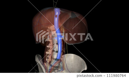 The inferior vena cava (IVC) is a large retroperitoneal vessel formed by the confluence of the right and left common iliac veins The inferior vena cava (IVC) is a large retroperitoneal vessel formed by the confluence of the right and left common iliac veins 111980764