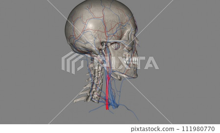 Right common carotid artery 111980770