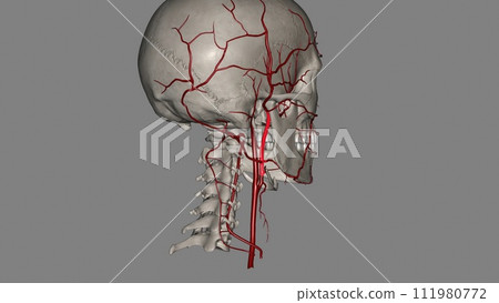 The external carotid artery is a major artery of the head and neck. It arises from the common carotid artery 111980772