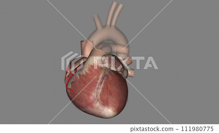 The coronary arteries run along the coronary sulcus of the myocardium of the heart 111980775