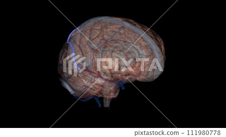 Superior anastomotic vein of trolard 111980778