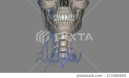 The inferior thyroid veins and their multiple tributaries are the ultimate guardians of the cervical trachea 111980808