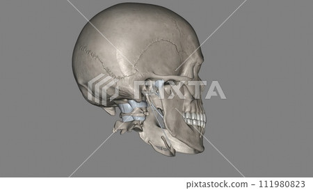 Head, Ligaments and bones 111980823