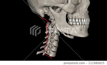The deep cervical artery (Profunda cervicalis) is an artery of the neck 111980825