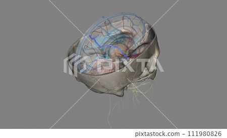 Superior anastomotic vein of trolard Superior anastomotic vein of trolard 111980826