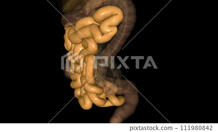The small intestine (also referred to as the small bowel) is the specialized tubular structure between the stomach 111980842