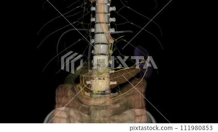 Visceral lymph nodes are associated with pelvic viscera 111980853