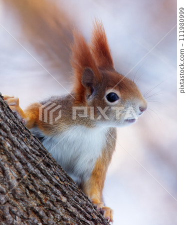 Red squirrel headshot portrait closeup. 111980999