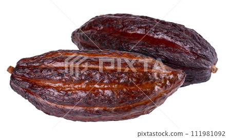 Fresh cocoa fruits isolated on white background. Dark red cocoa pods. Clipping path. 111981092