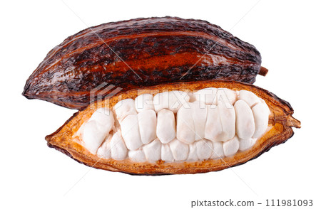 Fresh cocoa fruits isolated on white background. Dark red cocoa pods. Clipping path. 111981093