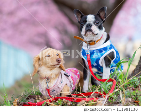 Boston terrier and dachshund walking on the riverbed Boston terrier and dachshund walking on the riverbed 111981130