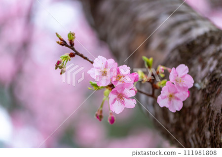 三輪櫻、河津櫻、神櫻的特寫 111981808