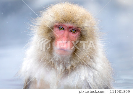 一隻猴子沉浸在溫泉里 一隻猴子沉浸在溫泉里 111981809