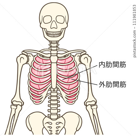 肋間內肌、肋間外肌、呼吸肌,名稱 肋間內肌、肋間外肌、呼吸肌,名稱 111981853