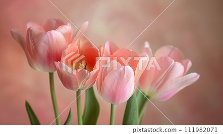 A light pink tulip bouquet captured against a simple backdrop with soft lighting and a shallow depth of field A light pink tulip bouquet captured against a simple backdrop with soft lighting and a shallow depth of field 111982071