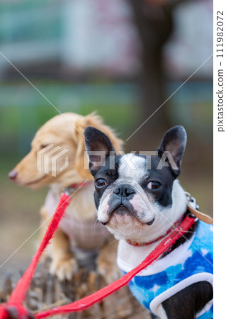 波士頓梗犬和臘腸犬在河床上行走 波士頓梗犬和臘腸犬在河床上行走 111982072