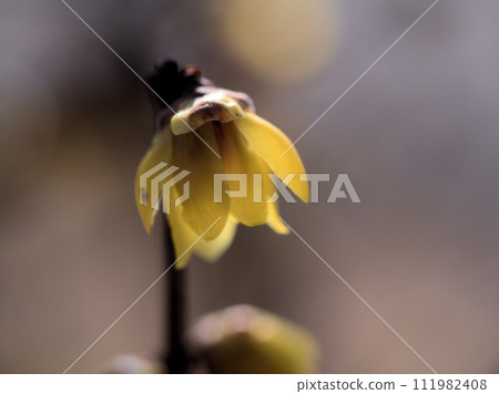 黃色臘梅花開在二月 111982408