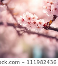 High school girl looking up at cherry blossoms 111982436