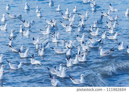 Seagulls flock on the sea surface. Seagulls flock on the sea surface. 111982684