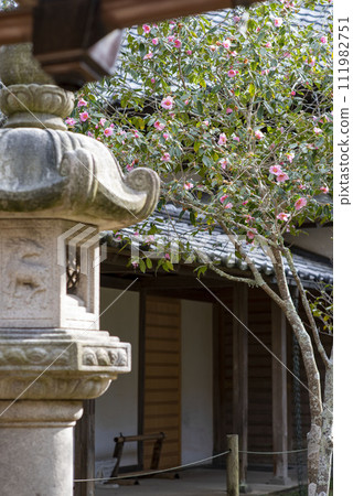 Kamakura 242 Jochiji 10 Camellia Kamakura 242 Jochiji 10 Camellia 111982751