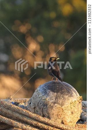 Myna butterfly on a floating ball at the fishing port 111982832