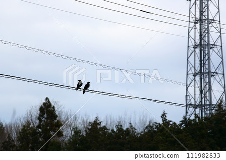 A crow perches on a power line under a cloudy sky 111982833