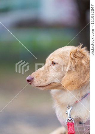 Dachshund walking on the riverbed Dachshund walking on the riverbed 111982847