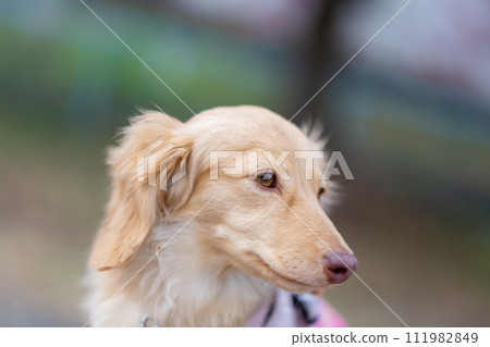 行走在河床上的臘腸犬 行走在河床上的臘腸犬 111982849