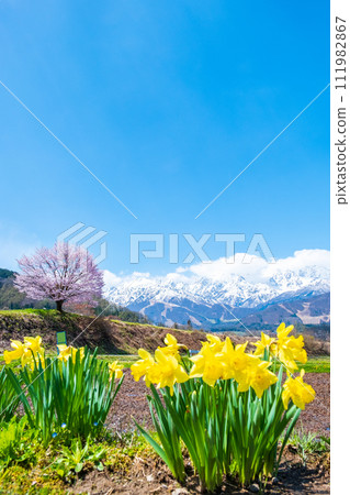 野平和北阿爾卑斯山脈的一棵孤獨的櫻花樹 111982867