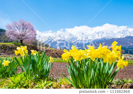 野平和北阿爾卑斯山脈的一棵孤獨的櫻花樹 111982868