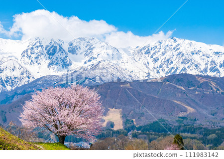 A lone cherry tree in Nodaira and the mountain range of the Northern Alps A lone cherry tree in Nodaira and the mountain range of the Northern Alps 111983142