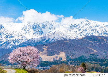 野平和北阿爾卑斯山脈的一棵孤獨的櫻花樹 111983144