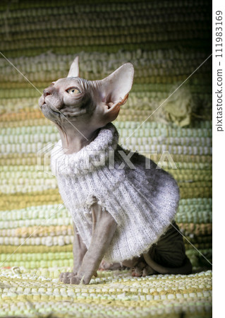 Sphynx kitten. Hairless cat in clothes. 111983169