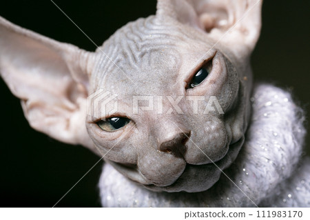 Sphynx kitten. Muzzle of a bald cat close-up. Sphynx kitten. Muzzle of a bald cat close-up. 111983170