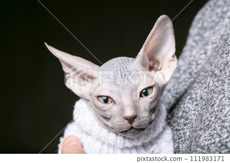 Sphynx kitten. Little bald cat in his arms. Sphynx kitten. Little bald cat in his arms. 111983171