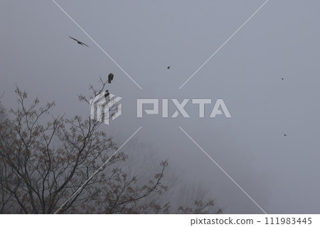Kites perched on a tree in a forest shrouded in fog Kites perched on a tree in a forest shrouded in fog 111983445