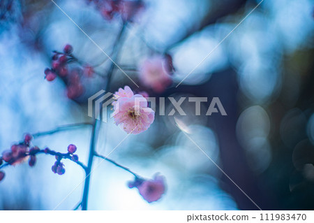 Plum blossom Plum blossom 111983470