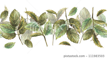 Roses lief or rose hip, briar, brier or dog rose green leaves seamless border, pattern. Hand drawn watercolor illustration for medical label, packing. Herbal botany clipart. Isolated white background Roses lief or rose hip, briar, brier or dog rose green leaves seamless border, pattern. Hand drawn watercolor illustration for medical label, packing. Herbal botany clipart. Isolated white background 111983503